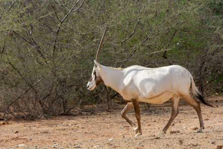 Arabian oryx or white oryx at Jeddah, Saudi arabiaの写真素材