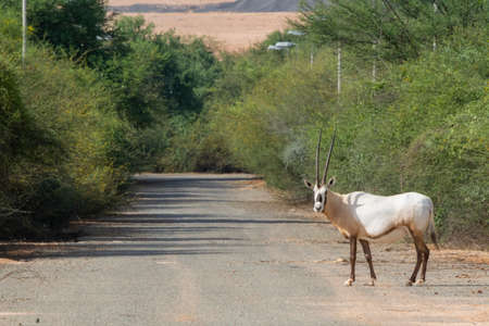 Arabian oryx or white oryx at Jeddah, Saudi arabiaの写真素材