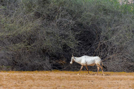 Arabian oryx or white oryx at Jeddah, Saudi arabiaの写真素材