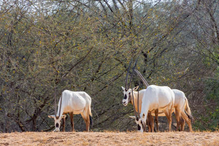 Arabian oryx or white oryx at Jeddah, Saudi arabiaの写真素材