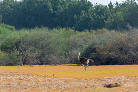 Common ostrich at Jeddah, Saudi arabiaの写真素材