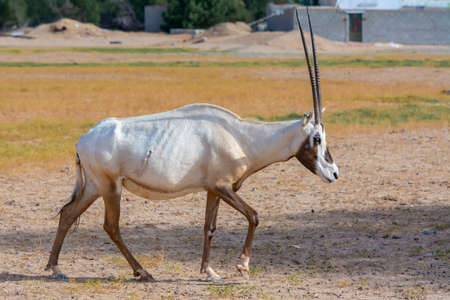 Arabian oryx or white oryx at Jeddah, Saudi arabiaの写真素材
