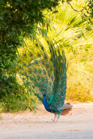 Dancing peacock in Jeddah, Saudi arabiaの写真素材