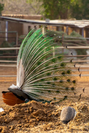 Dancing peacock in Jeddah, Saudi arabiaの写真素材