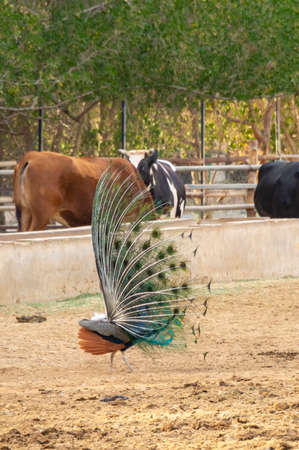 Dancing peacock in Jeddah, Saudi arabiaの写真素材