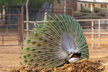 Dancing peacock in Jeddah, Saudi arabiaの写真素材