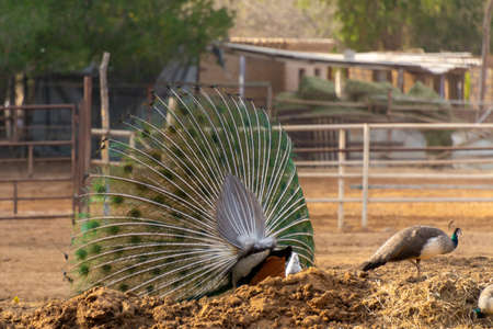 Dancing peacock in Jeddah, Saudi arabiaの写真素材