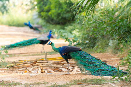 peacock in Jeddah, Saudi arabiaの写真素材