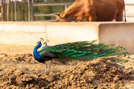 peacock in Jeddah, Saudi arabia