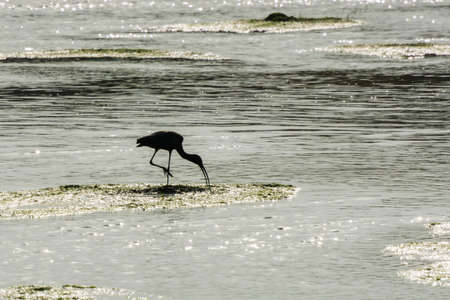 Glossy lbis in the lakeの写真素材