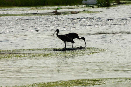 Glossy lbis in the lakeの写真素材
