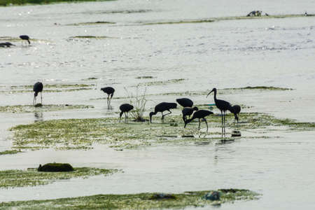 Glossy lbis in the lakeの写真素材