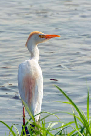 Cattle egret, Jeddha - Saudi arabiaの写真素材