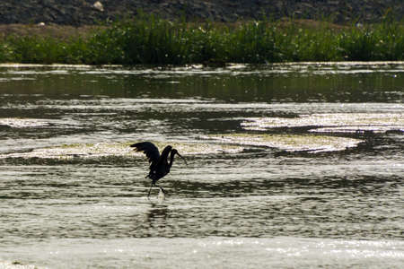 Glossy Ibis in the lake at Jeddah, Saudi arabiaの写真素材