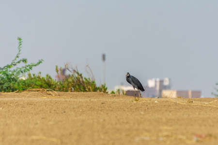 Great blue heron in the lake shore , Jeddah - Saudi arabiaの写真素材