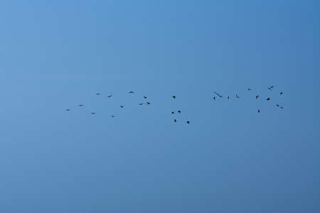 Flying Glossy lbis at Jeddah, Saudi arabiaの写真素材