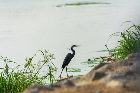 Great blue heron in the lake , Jeddah - Saudi arabiaの写真素材
