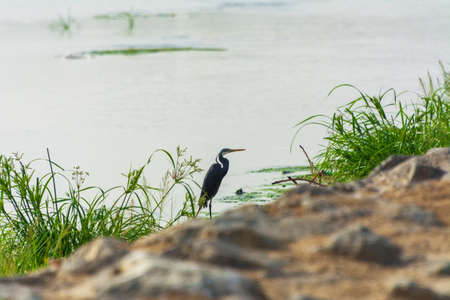 Great blue heron in the lake , Jeddah - Saudi arabiaの写真素材