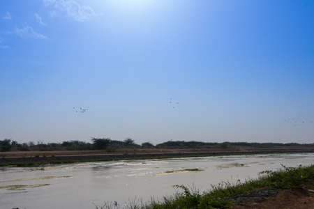 Flying Glossy lbis at Jeddah, Saudi arabiaの写真素材