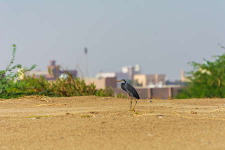 Great blue heron in the lake shore , Jeddah - Saudi arabiaの写真素材