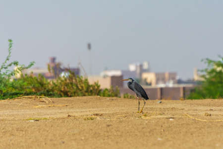 Great blue heron in the lake shore , Jeddah - Saudi arabiaの写真素材