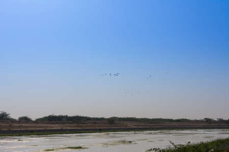 Flying Glossy lbis at Jeddah, Saudi arabiaの写真素材