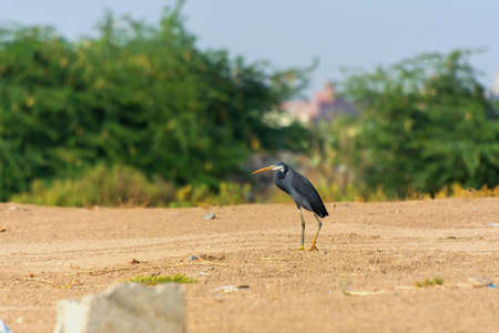 Great Blue Heron walking alone the lake shore Jeddah, Saudi arabiaの写真素材
