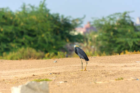 Great Blue Heron walking alone the lake shore Jeddah, Saudi arabia