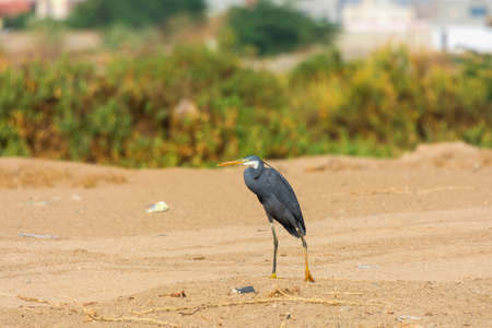Great Blue Heron walking alone the lake shore Jeddah, Saudi arabiaの写真素材