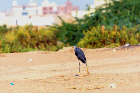 Great Blue Heron walking alone the lake shore Jeddah, Saudi arabiaの写真素材