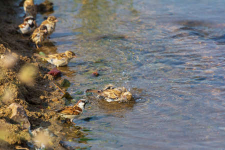 Sparrow bird bath at Jeddah, Saudi arabia