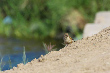 Sparrow birds at Jeddah, Saudi arabiaの写真素材