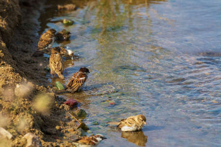 Sparrow bird bath at Jeddah, Saudi arabiaの写真素材