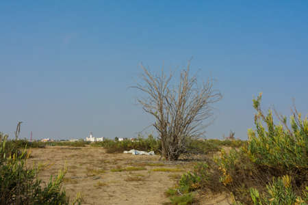 Leavless lonly tree in desert area Jeddahの写真素材