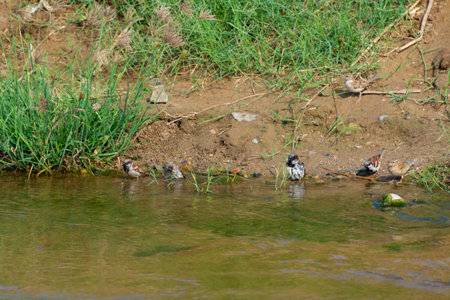 Sparrow bird bath at Jeddah, Saudi arabiaの写真素材