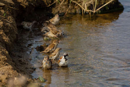 Sparrow bird bath at Jeddah, Saudi arabiaの写真素材