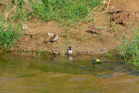 Sparrow bird bath at Jeddah, Saudi arabiaの写真素材