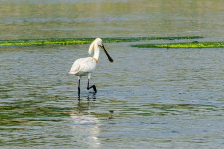 Eurasian spoonbill fishing in the lake, Jeddah - Saudi arabiaの写真素材