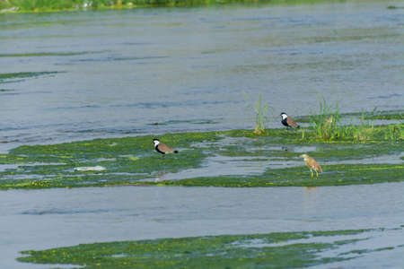 Spur-winged lapwing at Jeddah, Saudiarabiaの写真素材