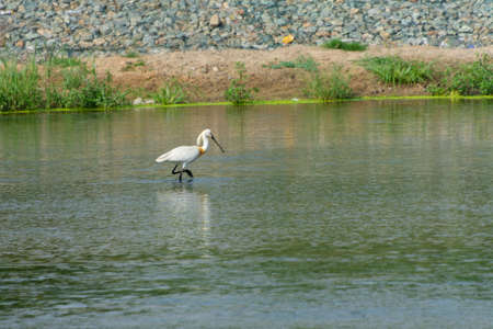 Eurasian spoonbill fishing in the lake, Jeddah - Saudi arabiaの写真素材