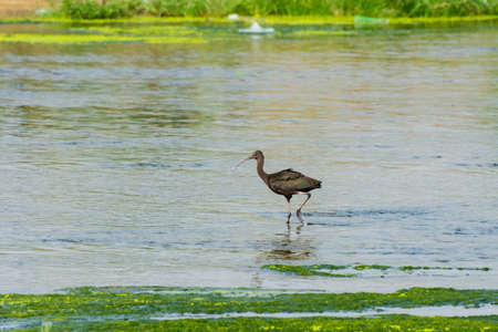 Glossy Ibis at Jeddah, Saudi arabia