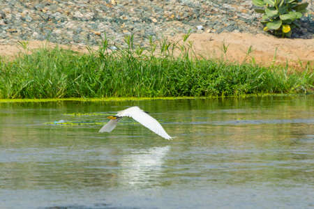 Indian pond heron in the lake, Jeddha - Saudi arabiaの写真素材