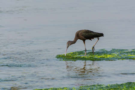 Glossy Ibis at Jeddah, Saudi arabiaの写真素材