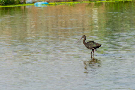 Glossy Ibis at Jeddah, Saudi arabiaの写真素材