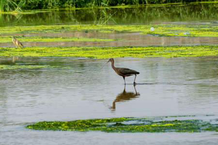 Glossy Ibis at Jeddah, Saudi arabiaの写真素材