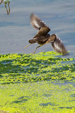Sandpiper feeding in lake, Jeddah - Saudi arabiaの写真素材