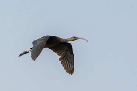 Glossy Ibis at Jeddah, Saudi arabiaの写真素材