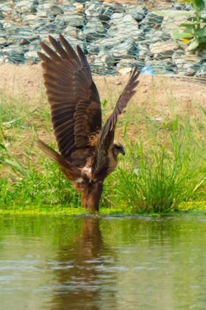 Eastern imperial eagle at Jeddah, Saudiarabiaの写真素材