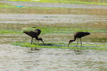 Glossy Ibis at Jeddah, Saudi arabiaの写真素材