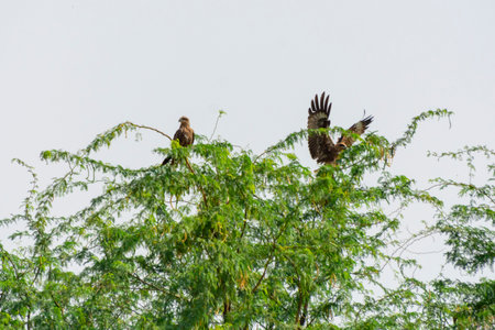 Eastern imperial eagle at Jeddah, Saudiarabiaの写真素材